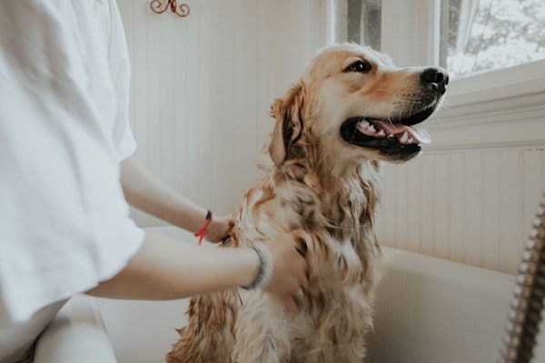 Pet Care category image